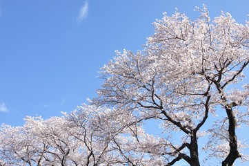 Fototapeta premium 青空に桜の花