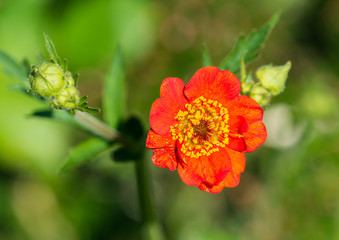 Red Geum