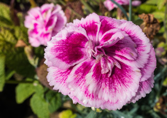 Pink Dianthus
