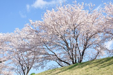 Obraz na płótnie Canvas 青空に桜の花