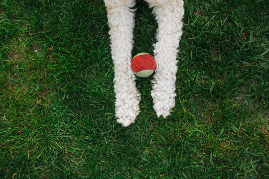 Family dog lying in backyard with ball