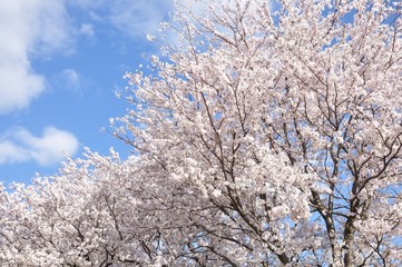 青空に桜の花