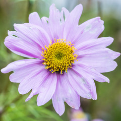 Obraz premium Lilac Cosmos