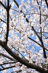 満開の桜