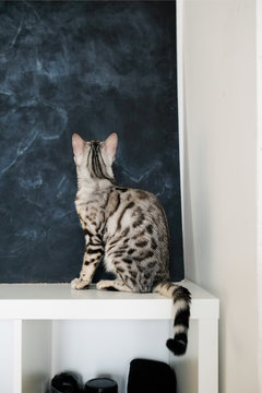 cat bengal sits on a bookshelf and looks at the wall