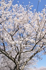 Obraz premium 満開の桜
