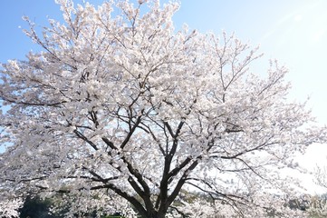 Fototapeta premium 満開の桜