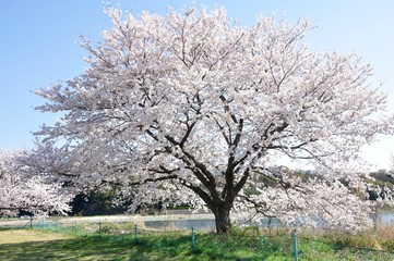 Naklejka premium 満開の桜