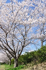 満開の桜
