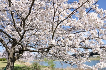 Obraz premium 相模川に咲く桜