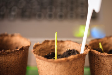 Macro seedlings growing in peat pots blur background