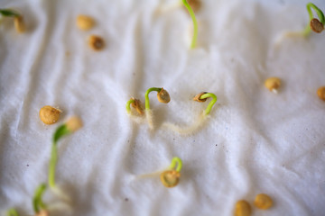 Seeds sprouted sprouting without land agriculture image