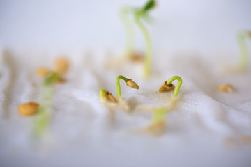 Seeds sprouted sprouting without land agriculture