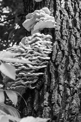 Mushrooms on the tree close-up sunny day Image