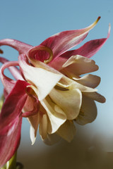Aquilegia on a blue background close-up macro image