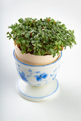 Cress in a shell from an egg. Fresh sprouts for a festive Easter table.