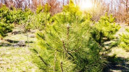 Young pine trees planted on the site of cut trees . Young pines