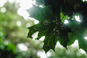 Fototapeta premium green leaves of tree