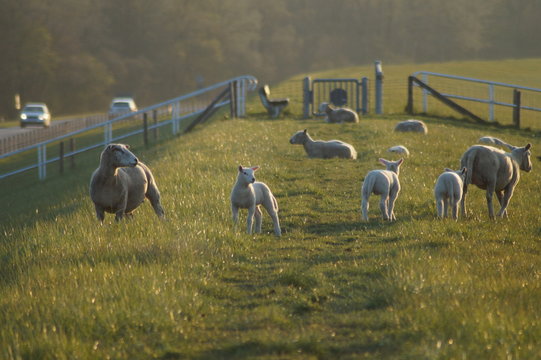 Deichschafe