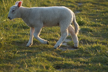 Lamm