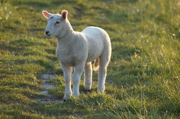 Obraz premium Lamm in der Sonne