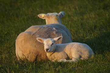 Lamm und Mutter