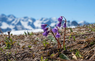 Gruppe von Soldanellen, Hintergrund verschneite Berge defokussiert