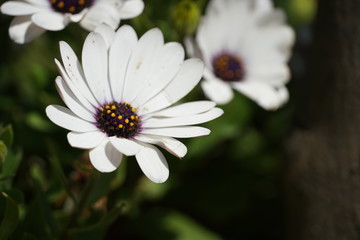 Fototapeta premium Flower