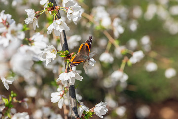 White cherry blossom flowers and Admiral butterfly pollinator in the Spring