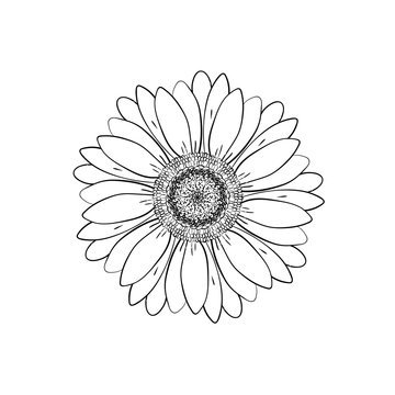 Open petals daisy head flower. Floral Botany drawings. Black and white line art. Abstract floral background. Gerbera daisy. Sketch Element for design.