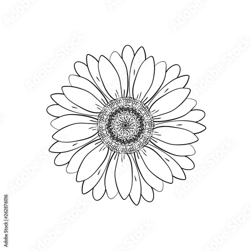 Featured image of post Gerbera Daisy Line Drawing 648 x 656 jpeg 56