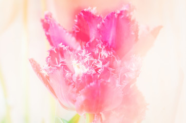 Pink tulip flower with spikes close up, background texture