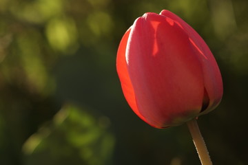 one red tulip closeup in the sunny spring garden