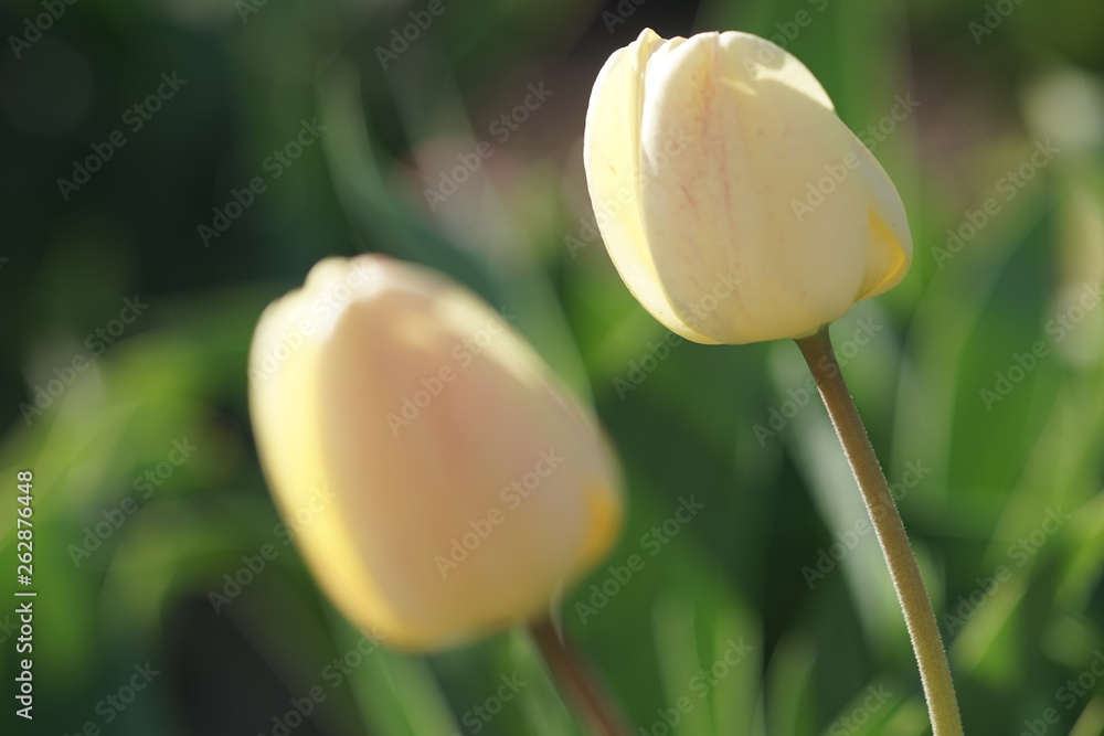 Wall mural two cream white tulips in the park at spring sunset