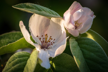 Blossom of quince or cydonia oblonga in a spring. Macro shot.