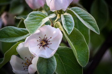 Blossom of quince or cydonia oblonga in a spring. Macro shot.