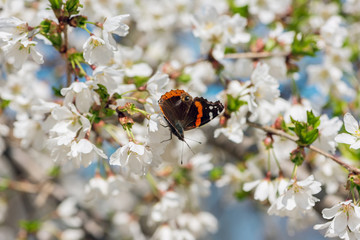 White cherry blossom flowers and Admiral butterfly pollinator in the Spring