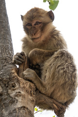 Scimmia di montagna in Marocco - Monti Atlas - Ouzoud