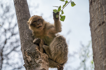 Scimmia di montagna in Marocco - Monti Atlas Val d'Oreka
