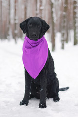 Black curly coated Retriever dog sitting on a snow in winter forest wearing a violet kerchief on its neck