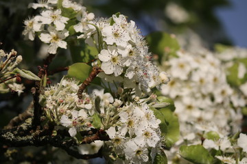 kirschblüte