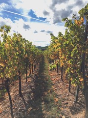 White wine grapes on vine plant in Alsace, France during autumn