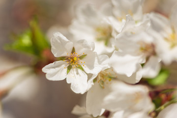 Obraz premium White cherry blossom flowers in the Spring