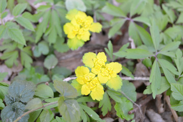 Chrysosplenium, use in botanical organic healthcare