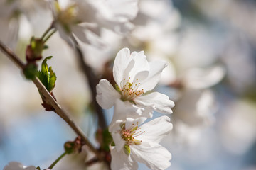 Obraz na płótnie Canvas White cherry blossom flowers in the Spring