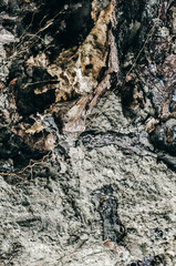 Old roots of the tree with ground. Natural texture background.
