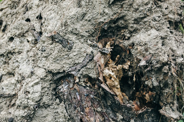 Old roots of the tree with ground. Natural texture background.