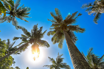Four coconut palm tree with blue sky and sun breaking through the branches ,beautiful tropical background.