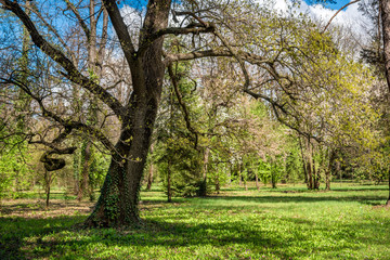 Obraz premium Green park during spring. Green meadow of grass and tree