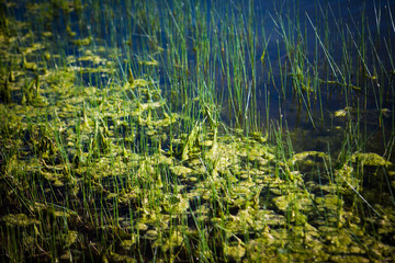 zamek castle twarz perfumy zieleń